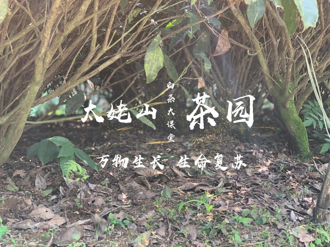 安吉白茶包装礼盒_安吉宋茗白茶包装_安吉白茶包装盒图片