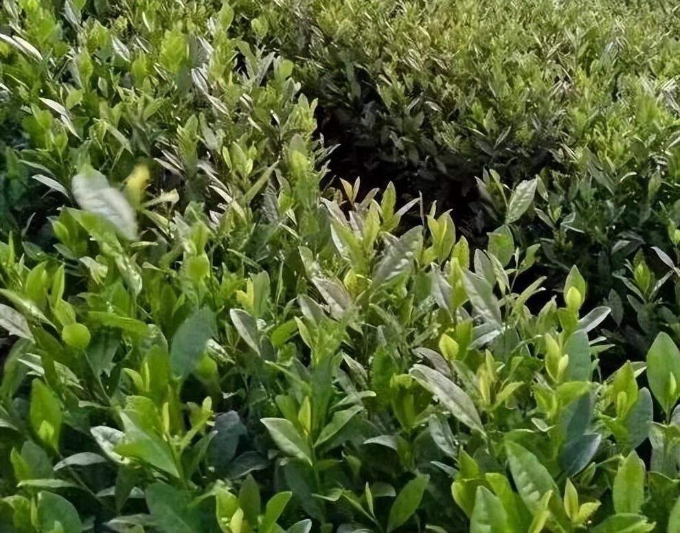 安吉白茶珍稀价格图片_安吉白茶图片及价格表_安吉白茶包装盒图片