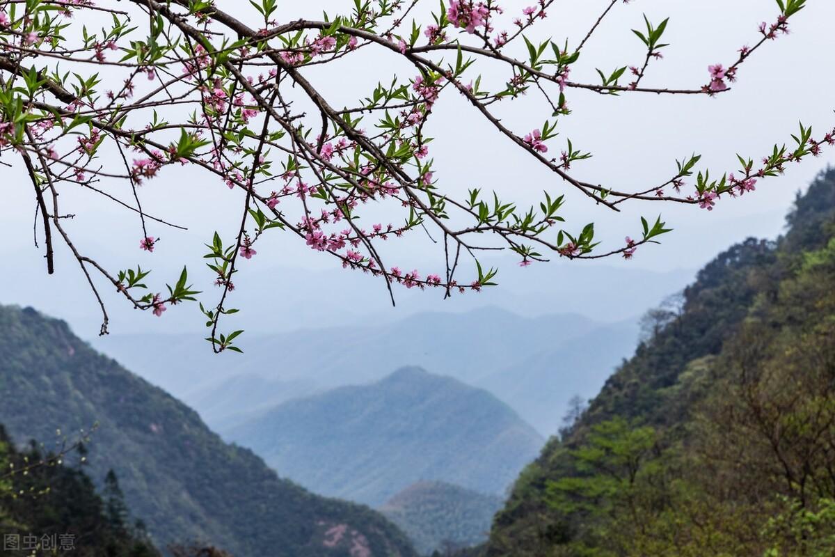 安吉白茶包装盒图片_安吉宋茗白茶图片_安吉白茶包装照片