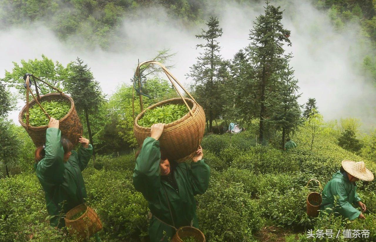 安吉白茶茶园图片_安吉白茶包装盒图片_安吉白茶图片大全