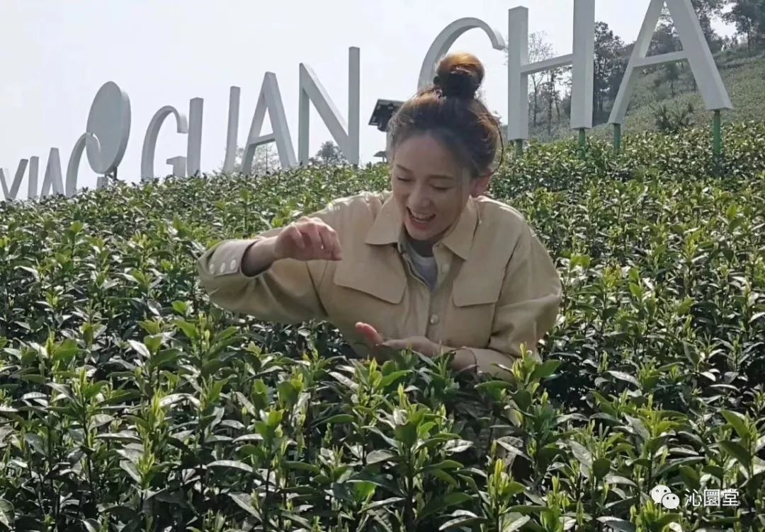 安吉白茶 白茶_安吉白茶和福鼎白茶_安吉白茶为什么叫白茶