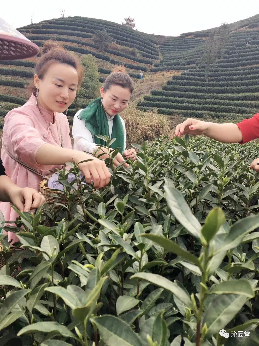安吉白茶和福鼎白茶_安吉白茶 白茶_安吉白茶为什么叫白茶