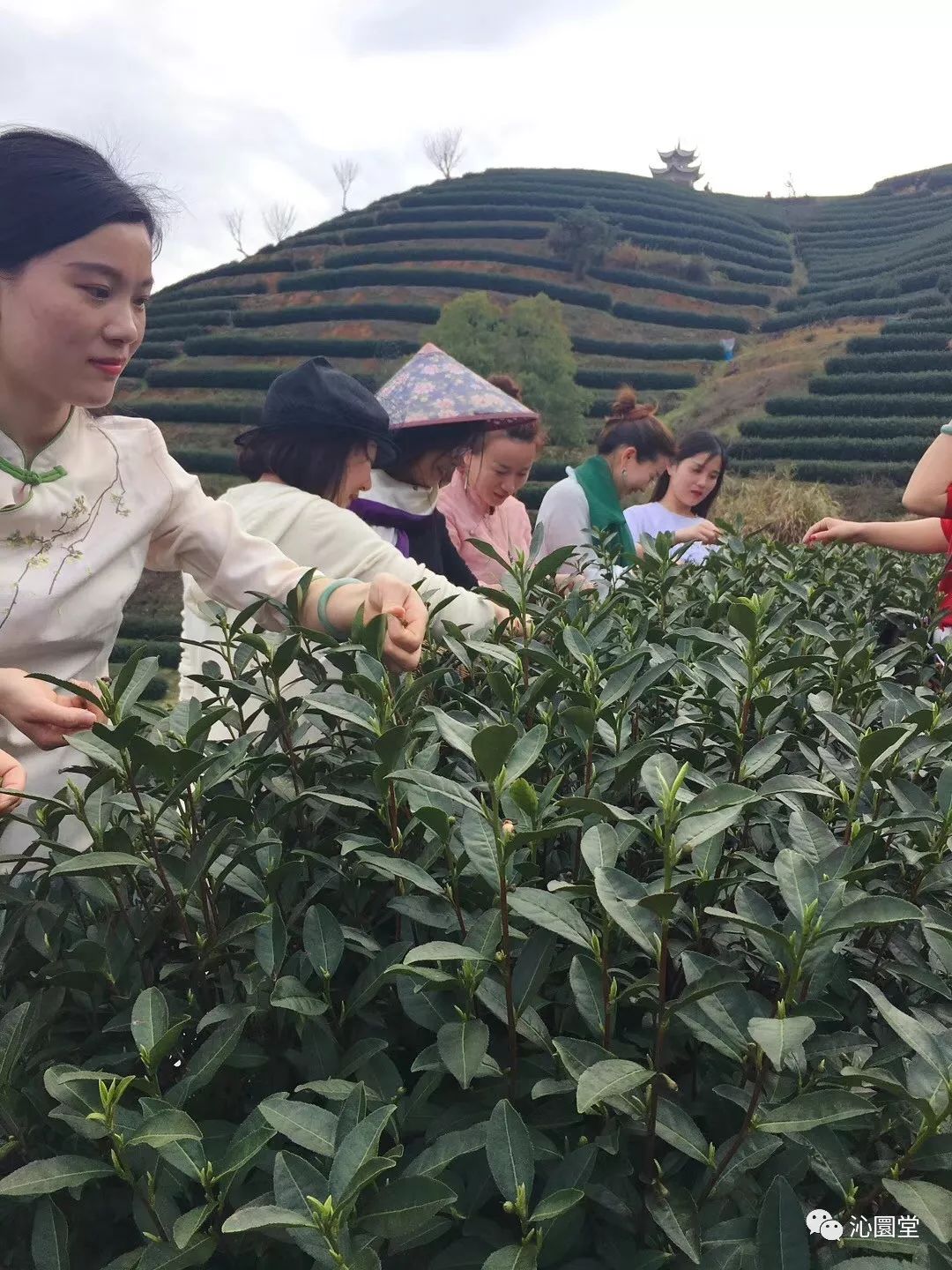 安吉白茶为什么叫白茶_安吉白茶 白茶_安吉白茶和福鼎白茶