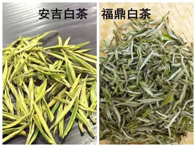 安吉白茶与溧阳白茶_天目湖白茶和安吉白茶_溧阳白茶与安吉白茶的区别?