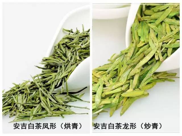 安吉白茶与溧阳白茶_溧阳白茶与安吉白茶的区别?_天目湖白茶和安吉白茶