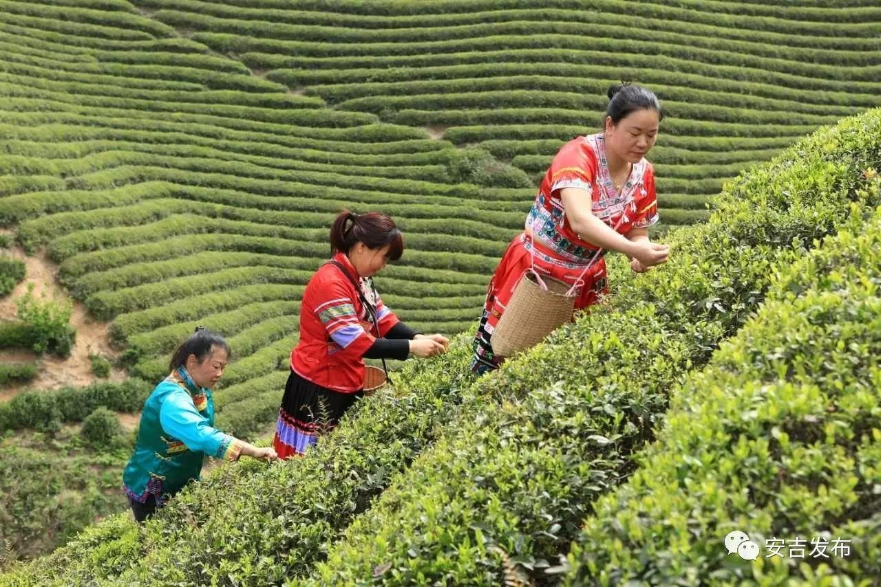 安吉白茶特点_福鼎白茶安吉白茶_天目湖白茶和安吉白茶