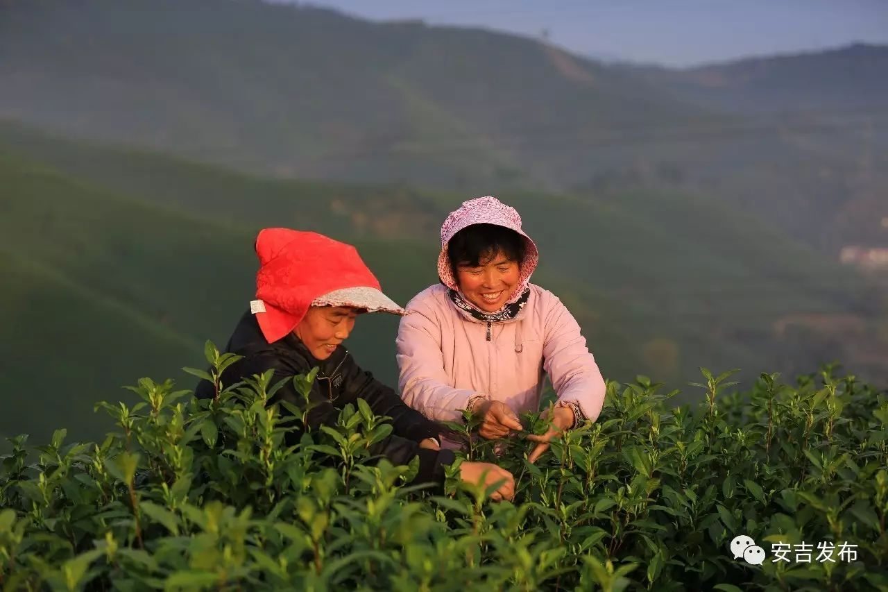 安吉白茶特点_天目湖白茶和安吉白茶_福鼎白茶安吉白茶