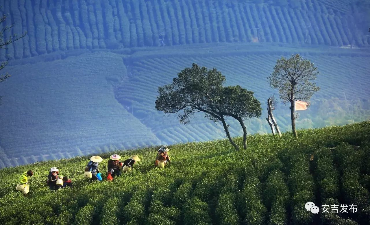 安吉白茶特点_福鼎白茶安吉白茶_天目湖白茶和安吉白茶