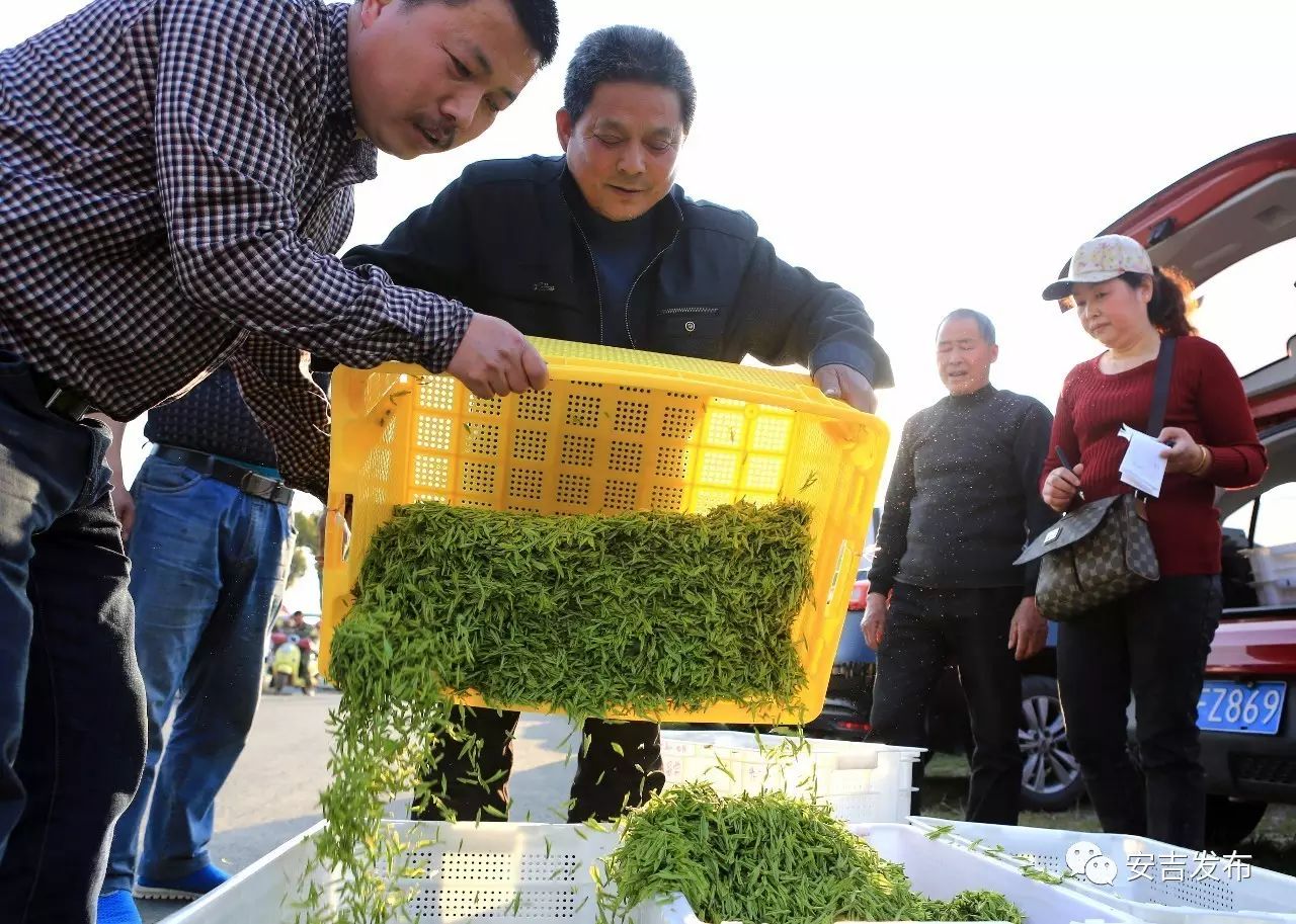 福鼎白茶安吉白茶_天目湖白茶和安吉白茶_安吉白茶特点