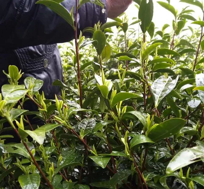 安吉白茶特点_安吉白茶和白茶的区别_安吉白茶与福鼎白茶