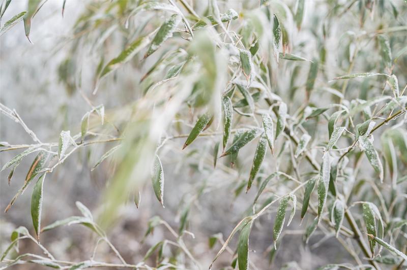 安吉滑雪场什么时候有雪_安吉滑雪温泉套票_安吉滑雪旅游攻略