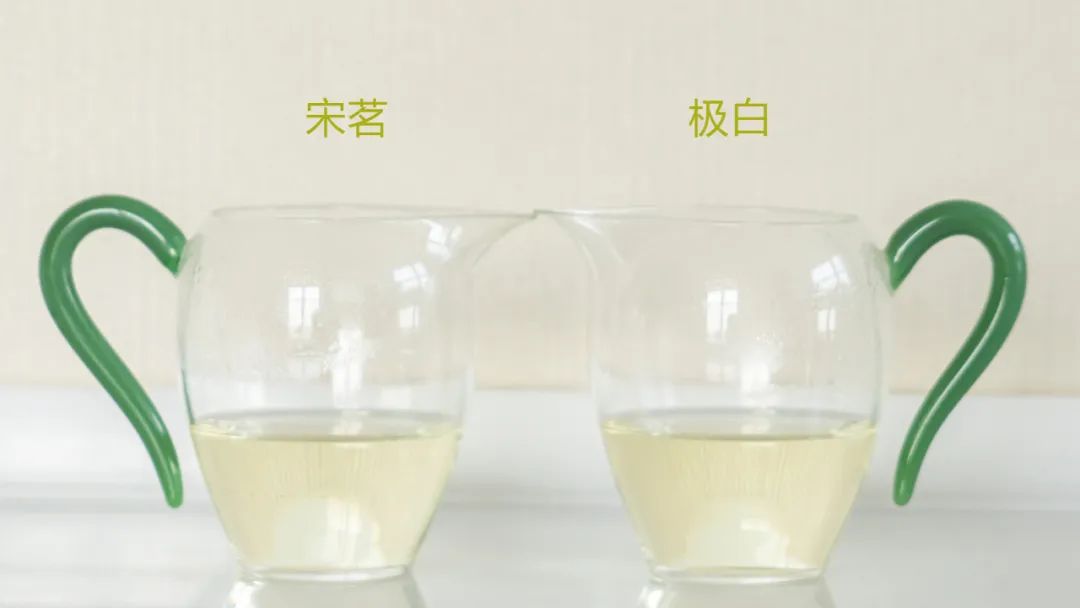 安吉白茶和宁波白茶_安吉白茶有哪些品牌_福鼎白茶 安吉白茶