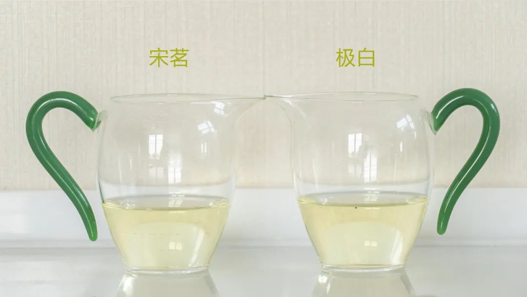 安吉白茶和宁波白茶_安吉白茶有哪些品牌_福鼎白茶 安吉白茶