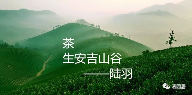 安吉炒茶叶的机器厂家_安吉茶叶批发市场_安吉茶叶合作社