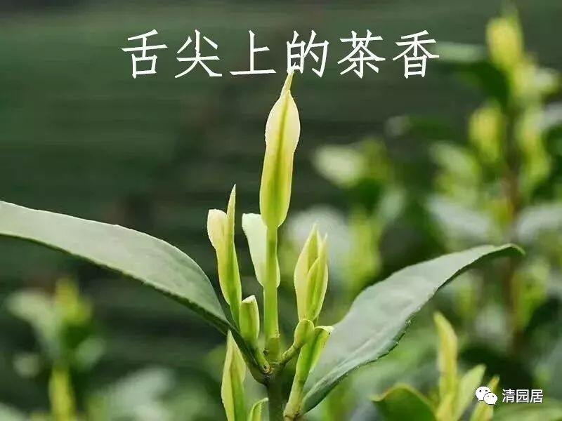 安吉茶叶批发市场_安吉炒茶叶的机器厂家_安吉茶叶合作社