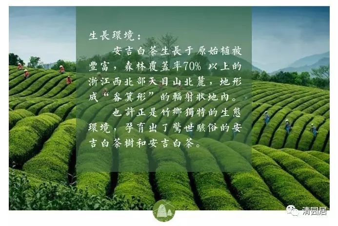 安吉炒茶叶的机器厂家_安吉茶叶合作社_安吉茶叶批发市场