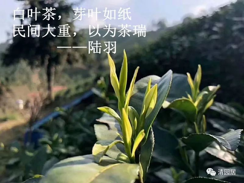 安吉炒茶叶的机器厂家_安吉茶叶批发市场_安吉茶叶合作社
