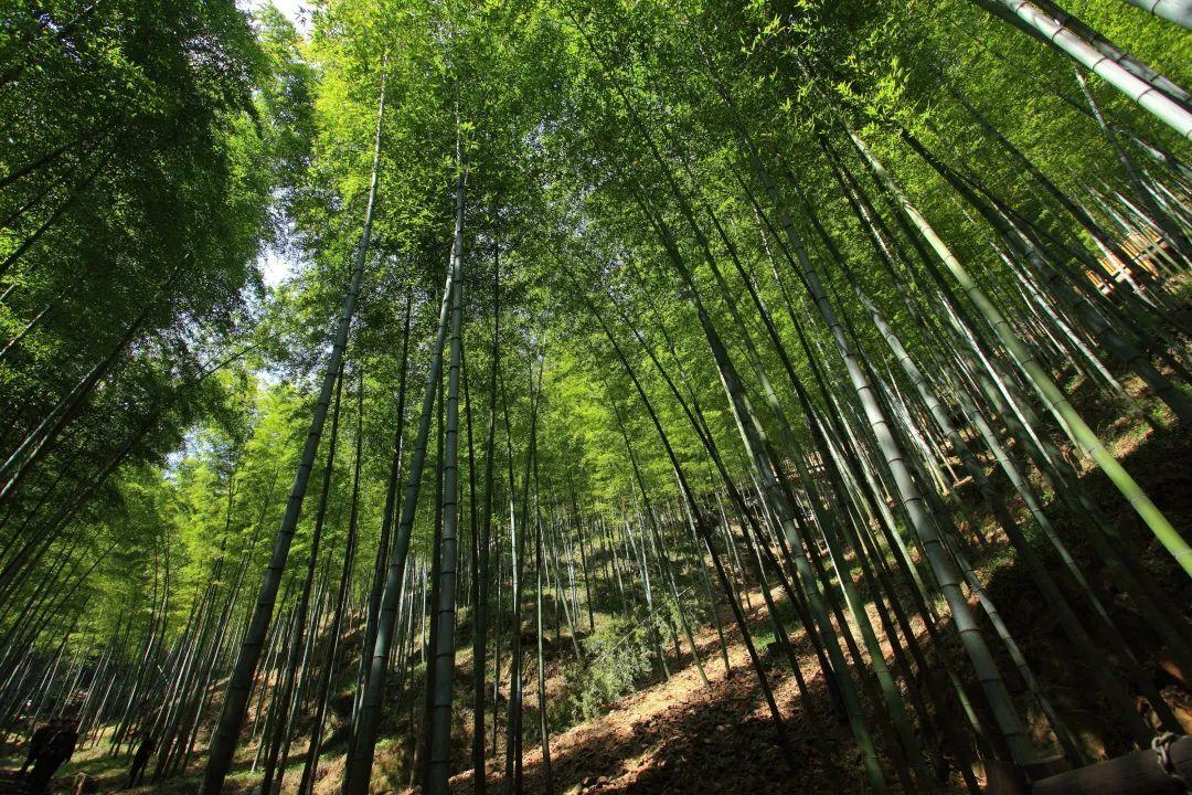 湖州安吉天气预报_湖州安吉酒店_申嘉湖高速公路湖州鹿山至安吉孝源段工程