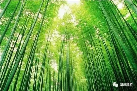 安吉竹乡国家森林公园_浙江竹乡国家森林公园_竹乡牌安吉白茶