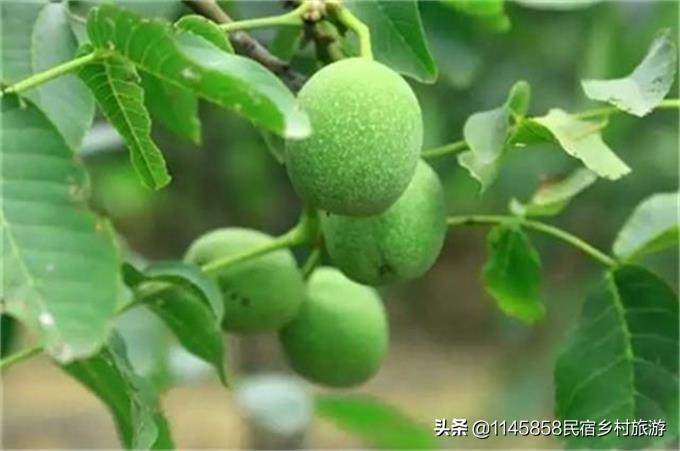安吉特色农家乐_安吉最美农家乐_安吉农家乐游记