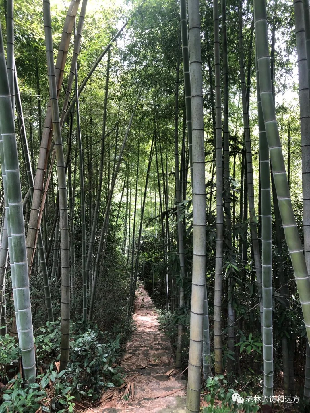 安吉大石浪索道景区破产_安吉大石浪图片_安吉大石浪景区关闭了吗