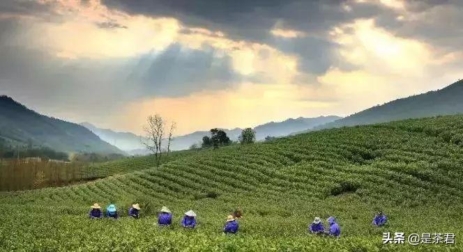 珍稀白茶+安吉_正宗安吉珍稀白茶_安吉白茶珍稀白茶