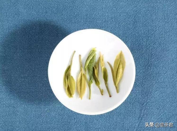 安吉白茶珍稀白茶_珍稀白茶+安吉_正宗安吉珍稀白茶