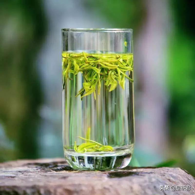 安吉白茶珍稀白茶_珍稀白茶+安吉_正宗安吉珍稀白茶
