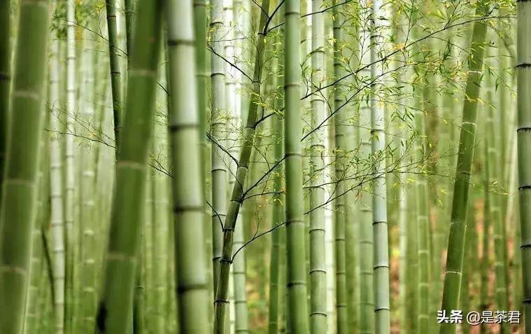 正宗安吉珍稀白茶_珍稀白茶+安吉_安吉白茶珍稀白茶