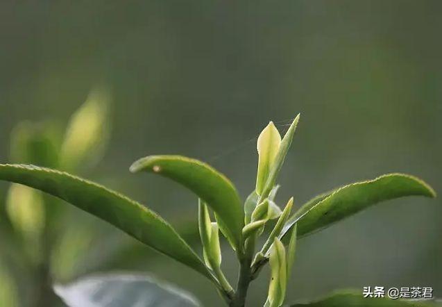 安吉白茶珍稀白茶_正宗安吉珍稀白茶_珍稀白茶+安吉