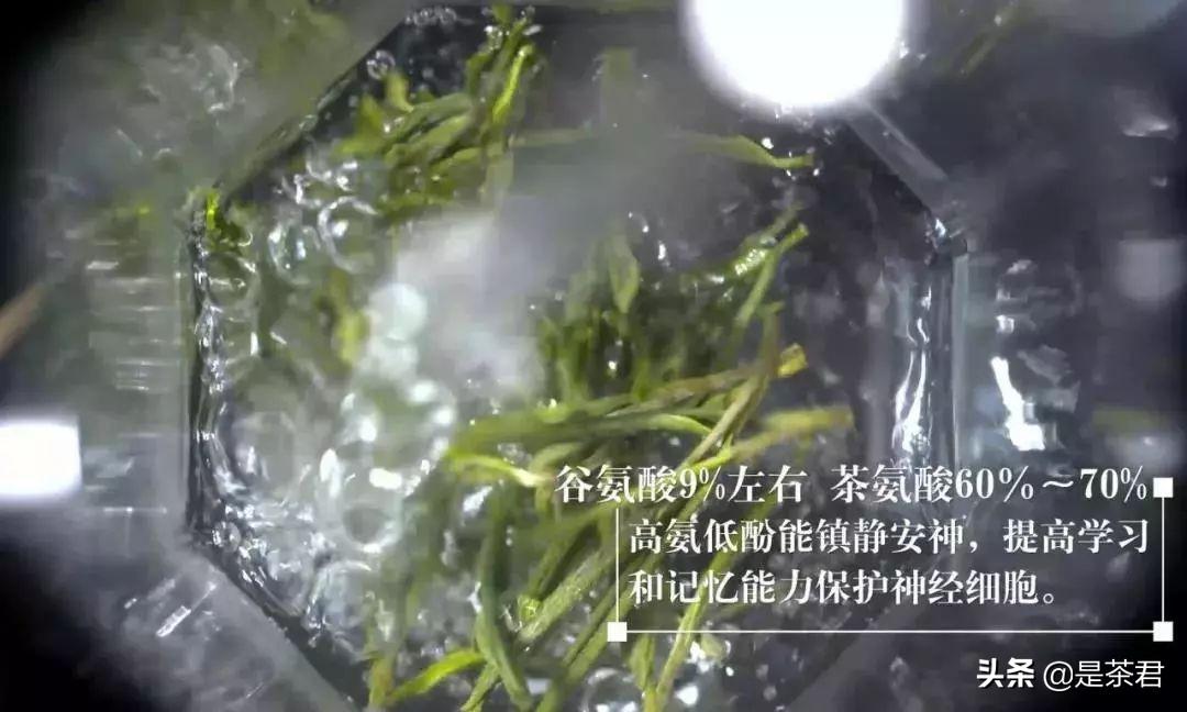安吉白茶珍稀白茶_正宗安吉珍稀白茶_珍稀白茶+安吉