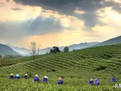 安吉白茶山高露润出奇葩古树原生白