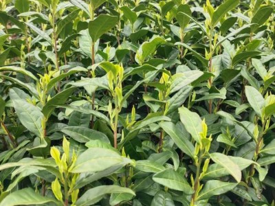 2023年安吉白茶产量将达到2300吨左右