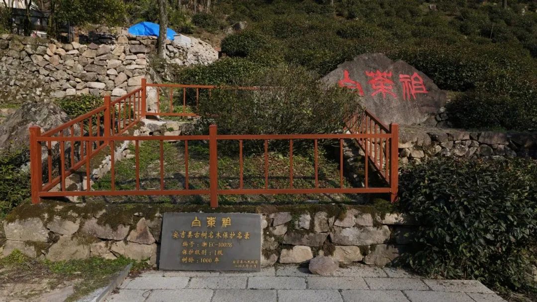 正宗安吉白茶价格_正宗安吉珍稀白茶_安吉特产珍稀白茶价格