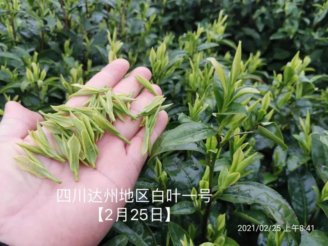 安吉特产珍稀白茶价格_正宗安吉白茶价格_正宗安吉珍稀白茶