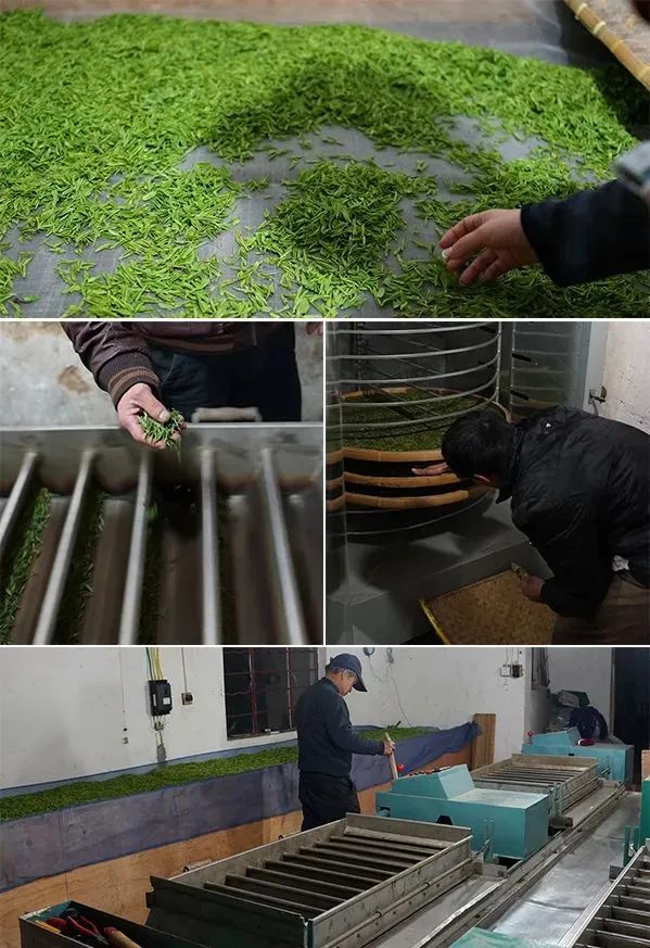安吉特产珍稀白茶价格_正宗安吉白茶价格_正宗安吉珍稀白茶