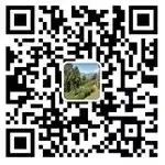正宗安吉珍稀白茶_正宗安吉白茶价格_安吉特产珍稀白茶价格