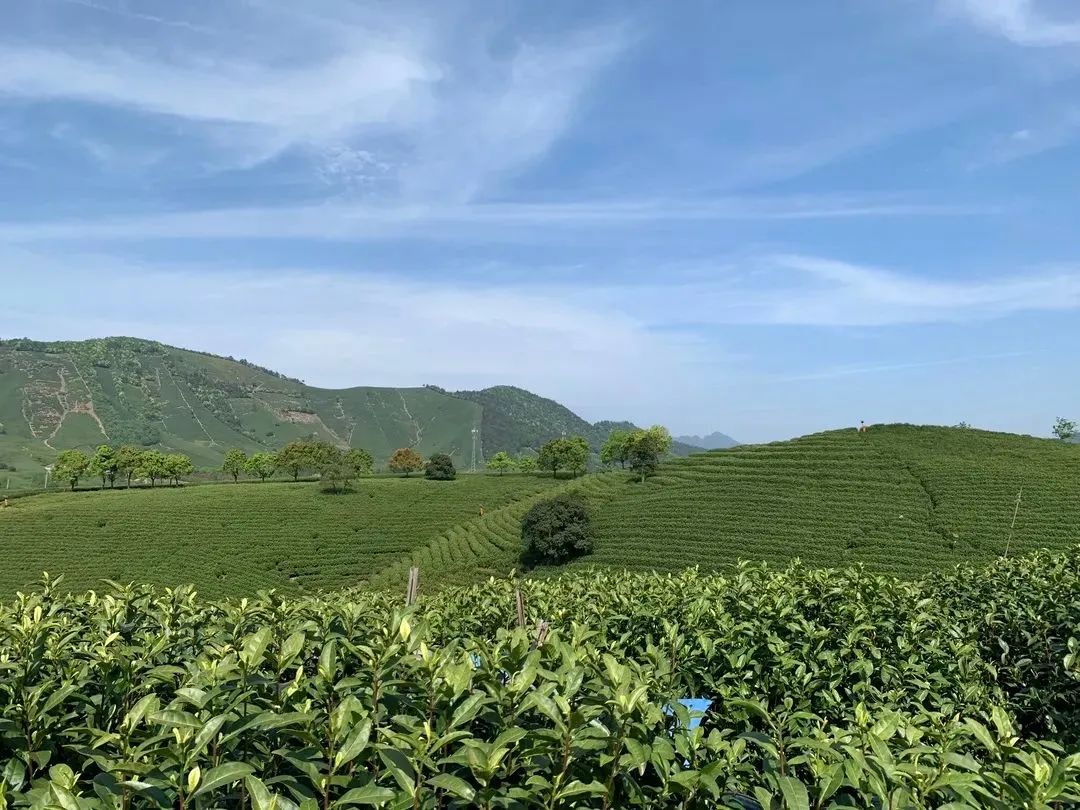 安吉特产珍稀白茶价格_正宗安吉白茶价格_正宗安吉珍稀白茶