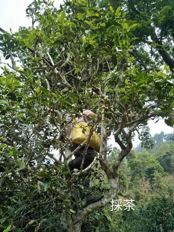 怎样炒好安吉白茶_安吉白茶手工炒制工艺_安吉白茶手工炒制全过程视频
