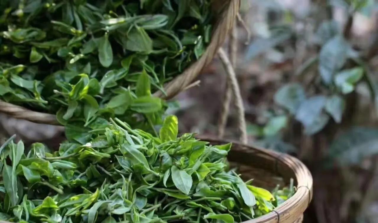 安吉白茶手工炒制工艺_安吉白茶手工炒制全过程视频_怎样炒好安吉白茶