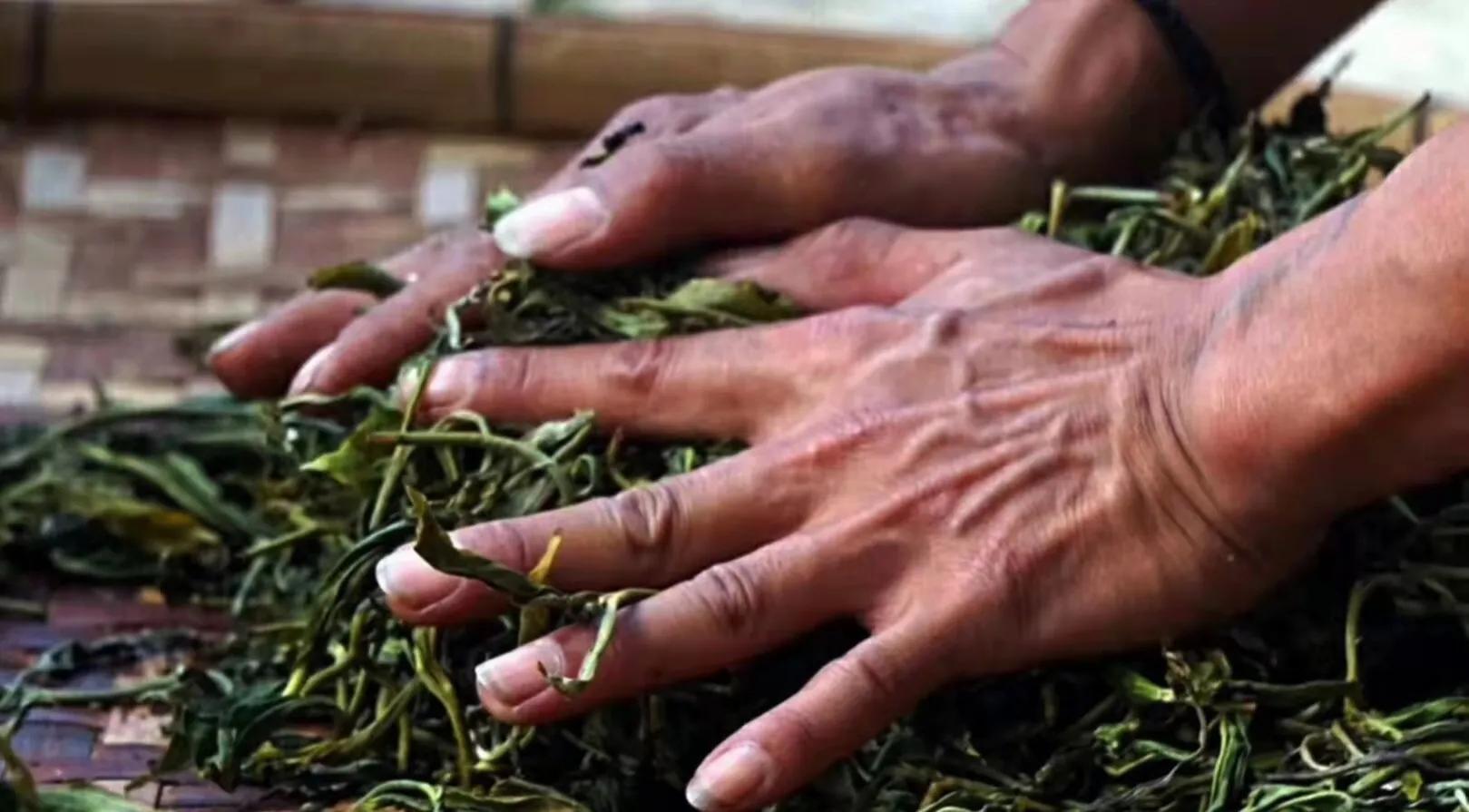 怎样炒好安吉白茶_安吉白茶手工炒制工艺_安吉白茶手工炒制全过程视频