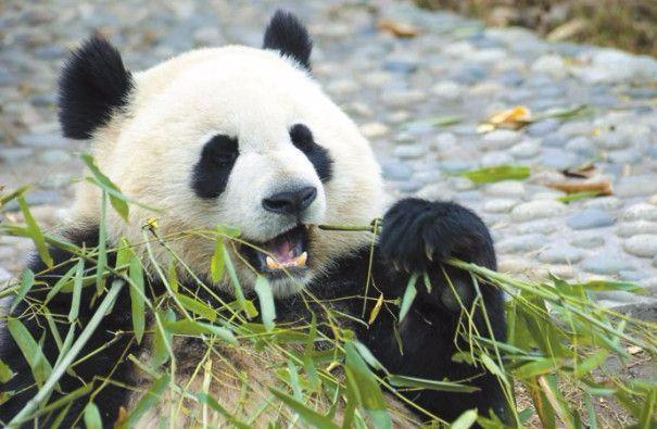 安吉竹博园游记_游安吉竹博园有感_安吉竹博园导游图