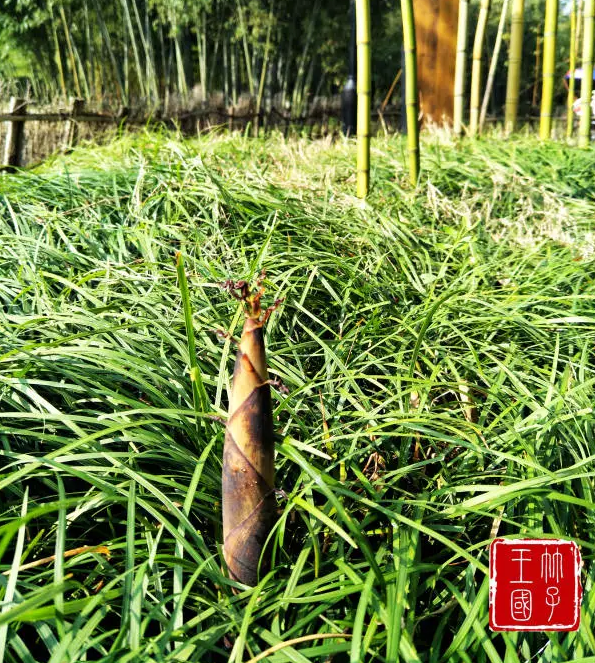 安吉竹博园游记_游安吉竹博园有感_安吉竹博园导游图