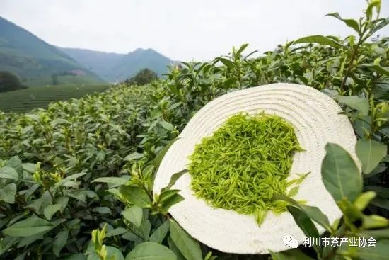 安吉白茶品牌排行榜前十名_安吉白茶品牌排名_安吉白茶 品牌