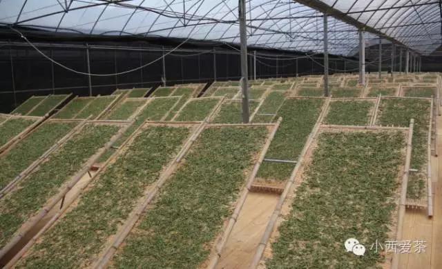 安吉白茶手工炒制工艺_手工炒安吉工艺制白茶怎么做_安吉白茶炒制步骤