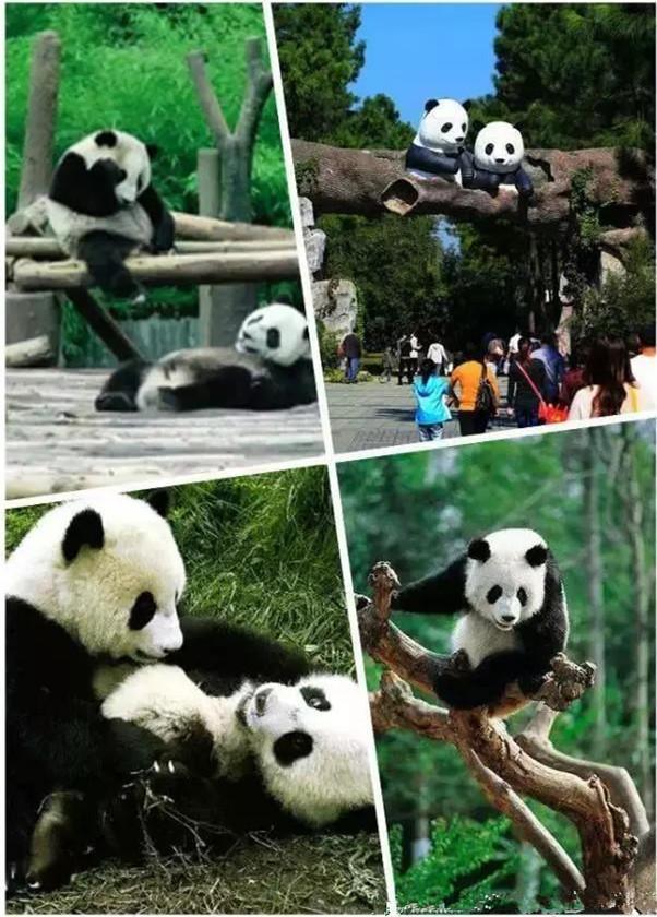 安吉竹博园游记_安吉竹博园导游图_安吉竹博园游记作文