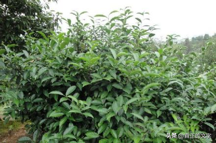 安吉白茶字体_安吉白茶图标_安吉白茶字体设计