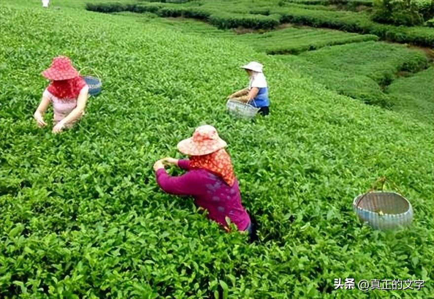 安吉白茶图标_安吉白茶字体设计_安吉白茶字体