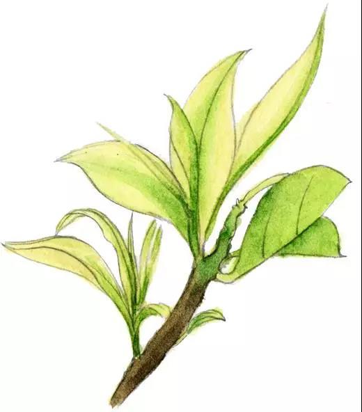安吉白茶字体_安吉白茶图标_安吉白茶字体图片大全