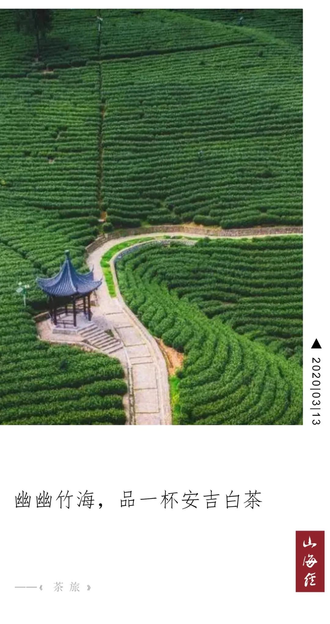 珍稀安吉白茶多少钱一斤_安吉珍稀白茶_正宗安吉珍稀白茶